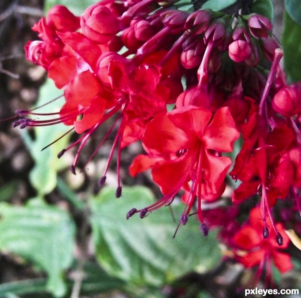 Pretty Flowers